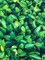 1 Yard 80% Polyester 20% Spandex Green Leaves Print Spandex Fabric for Swimwear and Costumes 58"/60" Width